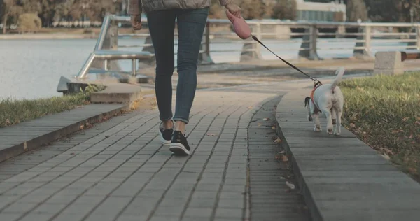 Девушка и собака прогуливаются по аллее в парке — стоковое фото