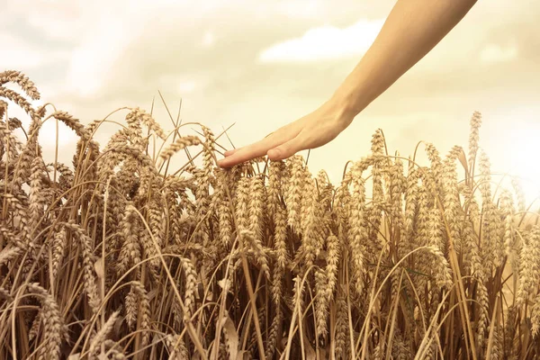 Hand in tarweveld — Stockfoto