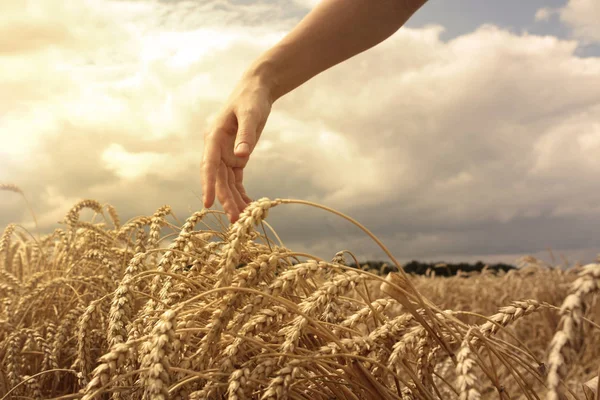 Hand in tarweveld — Stockfoto