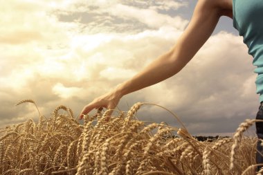 buğday alanında el