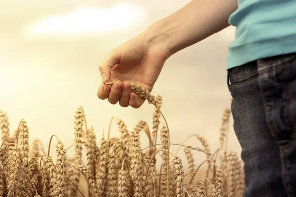 Hand in tarweveld — Stockfoto