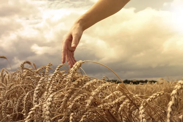 Hand in tarweveld — Stockfoto