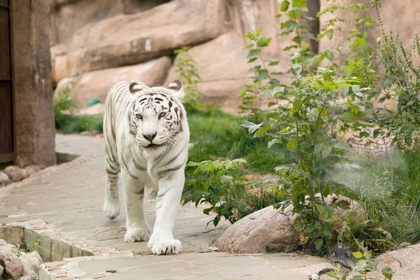 A large, white, Bengali tiger walks along the path in the contact zoo