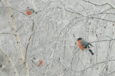 Bir kuş sürüsü (Pyrrhula pyrrhula) soğuk bir kış gününde, bir huş ağacının donmuş dalları üzerinde oturup. Closeup