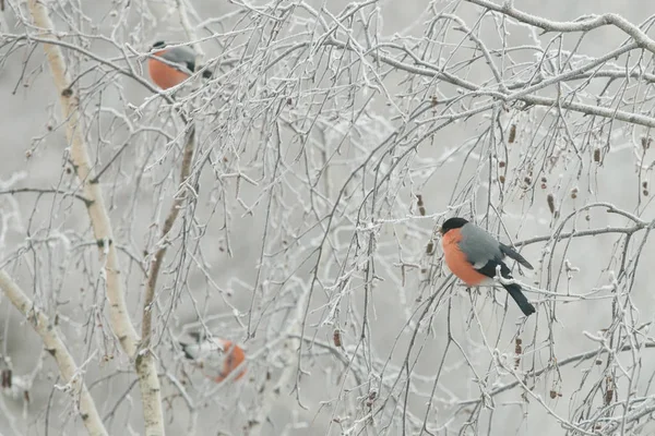 Una bandada de pinzones (Pyrrhula pyrrhula) se sientan en las ramas congeladas de un abedul, en un frío día de invierno. Primer plano. —  Fotos de Stock