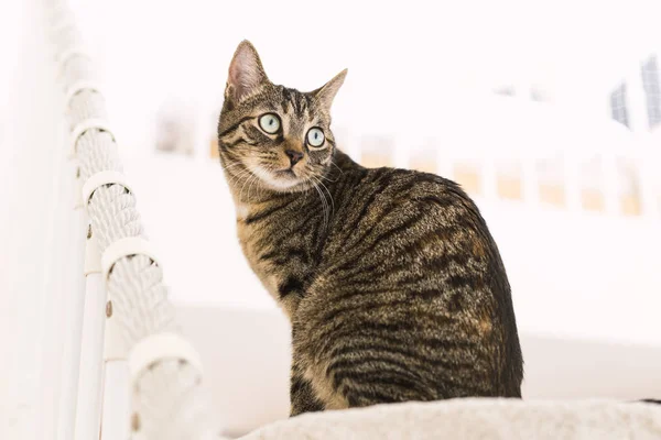 Güzel ve şirin kedi