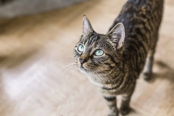 Güzel ve şirin kedi