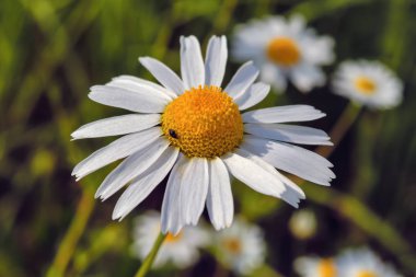 Çayırdaki çimlerin bulanık arka planında Daisy çiçeği.