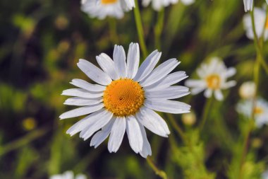 Çayırdaki çimlerin bulanık arka planında Daisy çiçeği.