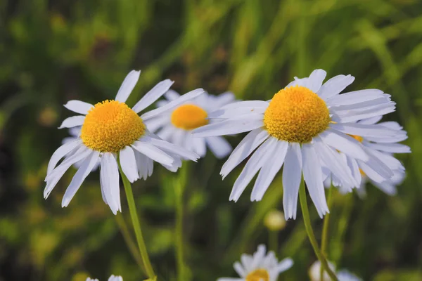 Daisy flor em um fundo borrado de grama no prado . — Fotografia de Stock