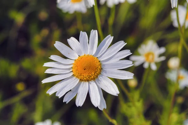 Daisy blomma på en suddig bakgrund av gräs på ängen. — Stockfoto