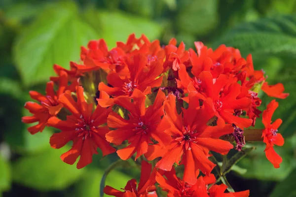 Flor de Lychnis calcedonia roja. Flor de Lychnis chalcedonica roja en el jardín . — Foto de Stock