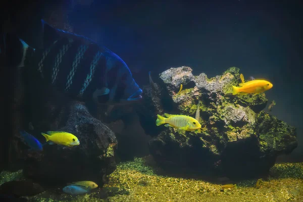 Büyük bir akvaryumda tropikal balık. Doğal akvaryum, tropikal biyopsiyi temsil ediyor.. — Stok fotoğraf