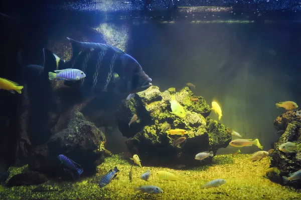 Τροπικά ψάρια σε ένα μεγάλο ενυδρείο. Φυσικό ενυδρείο που αντιπροσωπεύει τροπικό βιότοπο. — Φωτογραφία Αρχείου