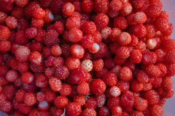 Dojrzałe czerwone jagody z dzikiej truskawki i malina zbliżenie. Zbliżenie dzikich truskawek. — Zdjęcie stockowe