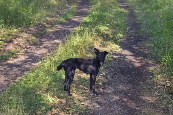 Mischlingshund im schwarzen Anzug für einen Waldspaziergang. — Stockfoto