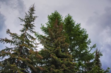 Bulutlu gökyüzüne karşı mavi ladin ağaçları. Mavi bulutlu gökyüzüne karşı Sonsuza dek yeşil ağaçların taçları.