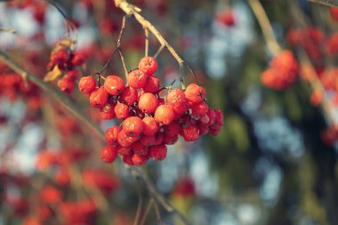 Sonbaharda Rowan meyveleriyle açan bir ağaç. Kışın dağ külleri..