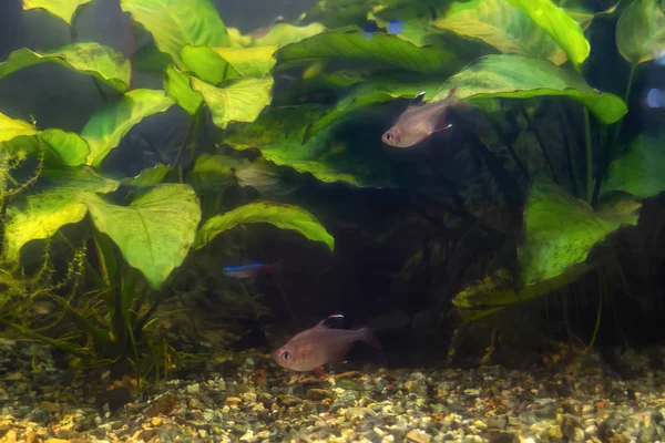 Tropische Fische in einem großen Aquarium. natürliches Aquarium als tropisches Biotop. — Stockfoto
