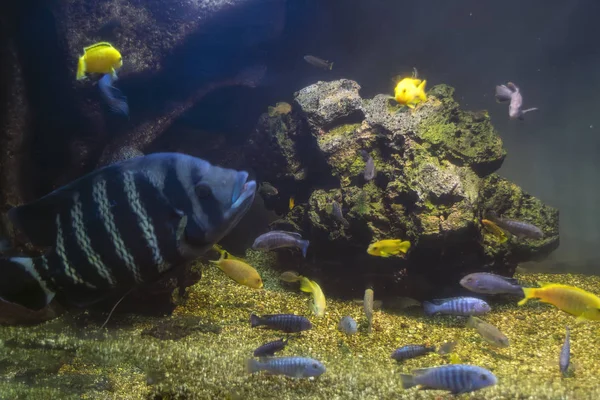 Tropische Fische in einem großen Aquarium. natürliches Aquarium als tropisches Biotop. — Stockfoto