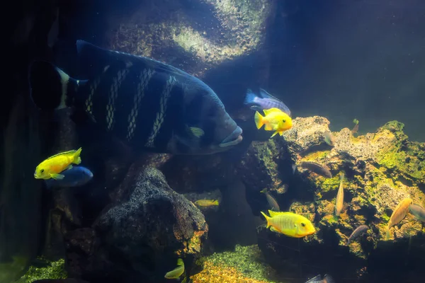 Tropische Fische in einem großen Aquarium. natürliches Aquarium als tropisches Biotop. — Stockfoto