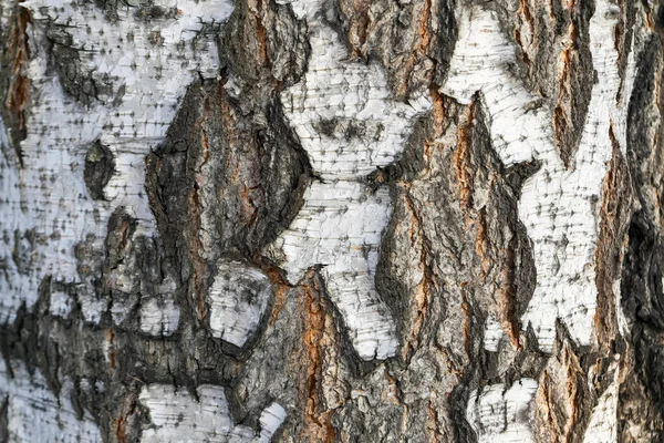 La textura de la corteza de abedul. Corteza natural de abedul útil para el fondo . —  Fotos de Stock