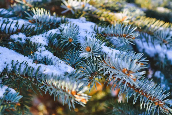 Ramos de abeto azul cobertos de neve. Decoração de inverno. Ramo de abeto azul fechar. Árvore sempre verde coberta de neve no inverno . — Fotografia de Stock