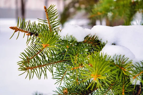 Branches of blue spruce covered with snow. Winter decoration. Blue spruce branch close up. Evergreen tree covered with snow in winter. — Stock Photo, Image