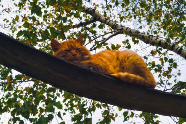 Kırmızı kedi, sonbahar yapraklarının arka planında, tahta bir tahtanın üzerinde yatıyor..