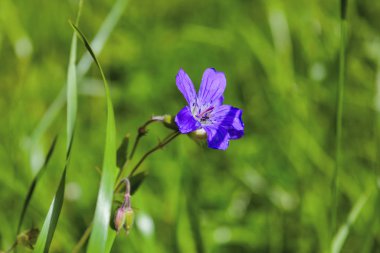 Ahşap turna gagası, orman sardunyası, sardunya müfredatı. Orman sardunyasını kapatın.