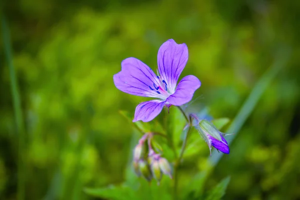 Carriponte di legno, geranio del bosco, geranio sylvaticum. Geranio forestale da vicino — Foto Stock