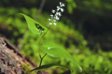 Vadideki zambak, Convallaria majalis. Bahar ormanında çiçek açıyor. Yakın plan..