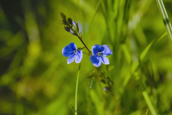 Flor azul en primer plano del bosque. Flores silvestres de primavera sobre fondo oscuro borroso natural, enfoque suave. Primavera en el bosque —  Fotos de Stock