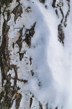 Karla kaplı huş ağacı kabuğu dokusu. Karla kaplı huş ağacı ve don dokusu.