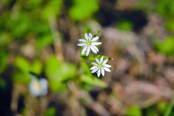 Bílá květina v lese zblízka. Jarní divoké květiny na přirozeném rozmazaném tmavém pozadí, měkké zaostření. Jaro v lese. — Stock fotografie