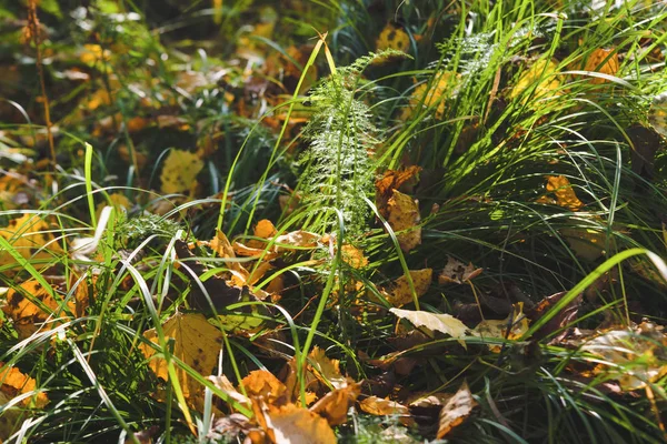 Autunno caduto foglie gialle sull'erba nella foresta primo piano . — Foto Stock