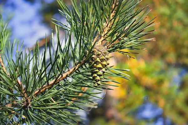 Ramo de pinheiro com um cone verde em um fundo borrado close-up . — Fotografia de Stock