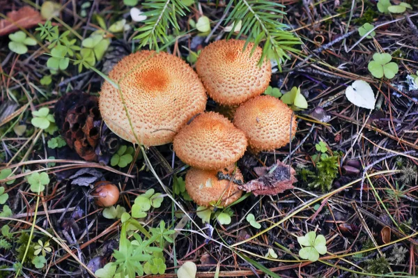 Schöne Nahaufnahme einer Gruppe von Pilzen, die mit grünem Moos Wald Hintergrund wachsen. — Stockfoto