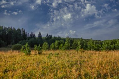 Sonbahar manzarası. Ormanın arka planında çayırda sararmış çimenler.