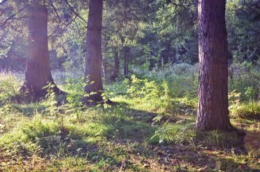 Güneşli kirişleri olan güzel yeşil ladin ormanı. Çam ağaçlarında parlayan güneş ışınları.