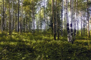 Güneşin aydınlattığı bir huş ormanında yaz sahnesi. Yeşil huş ormanı ile yaz manzara. Beyaz huş ağacı ve yeşil yapraklar.
