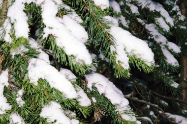 Kış ormanında çam dalları yumuşak beyaz karla kaplıdır. Yakın plan..