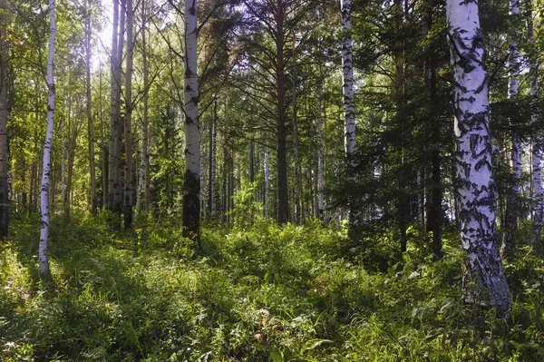 Літня сцена в березовому лісі, освітленому сонцем. Літній пейзаж з зеленим березовим лісом. Білі берези і зелене листя . — стокове фото