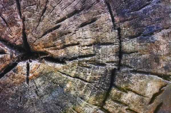 The texture of the slice of the old rotten stump with cracks and annual rings. — Stock Photo, Image