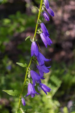 Yaz aylarında güneş ışığı ışınları doğada bir çayır vahşi çiçekler. Otlar bir arka planda bir çayır vahşi çiçekler.