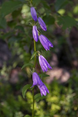 Yaz aylarında güneş ışığı ışınları doğada bir çayır vahşi çiçekler. Otlar bir arka planda bir çayır vahşi çiçekler.