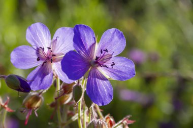 Ahşap turna gagası, orman sardunyası, sardunya müfredatı. Orman sardunyasını kapatın..