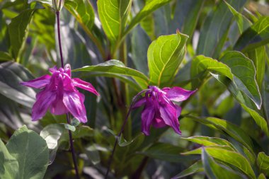Yaz aylarında güneş ışığı ışınları doğada bir çayır vahşi çiçekler. Otlar bir arka planda bir çayır vahşi çiçekler.