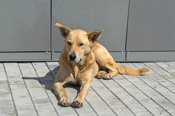 Ritratto di un cane cagnolino crogiolarsi al sole sul marciapiede . — Foto Stock