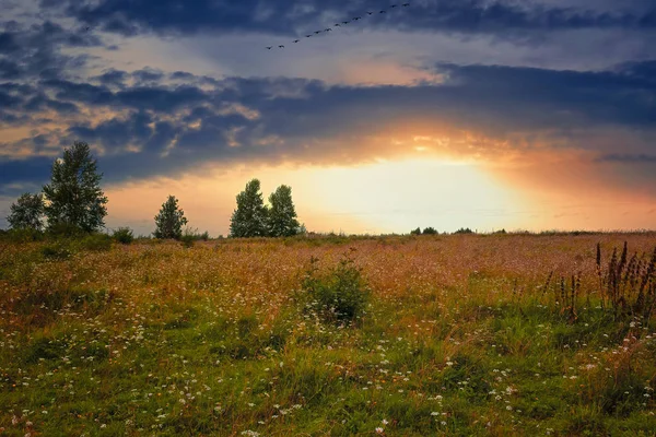 Summer landscape in the forest against the backdrop of a beautiful sunset. — Stock Photo, Image